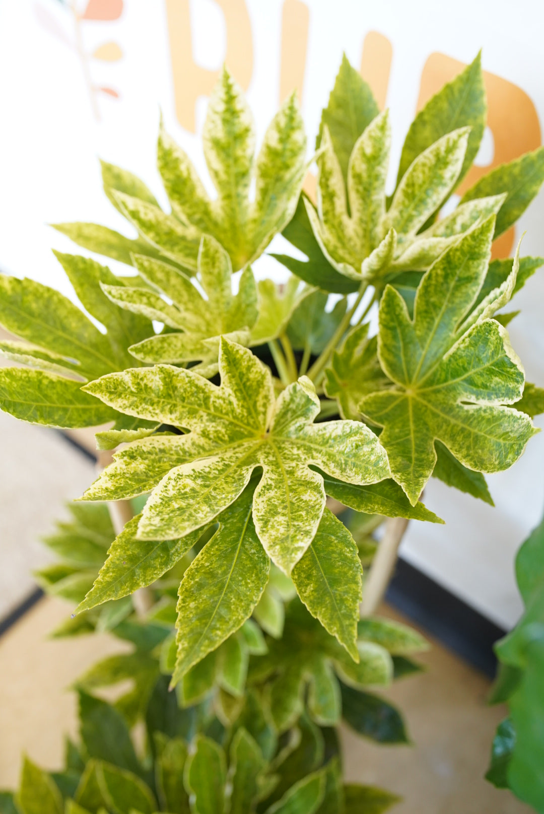 Fatsia Japonica ‘Spiders Web’