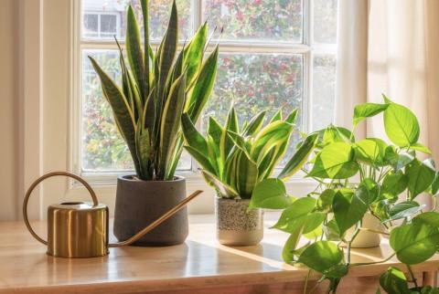 Houseplant 101 Talk: Growing your Indoor Jungle - Thursday, April 17