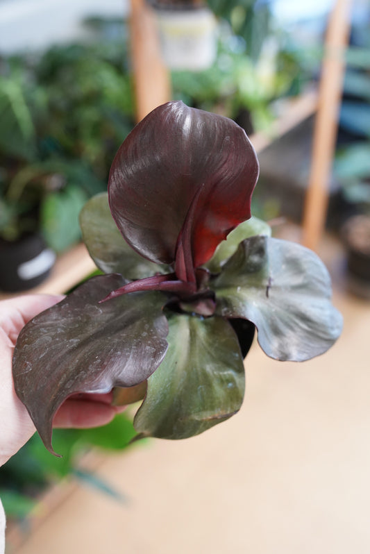 Philodendron Red Heart