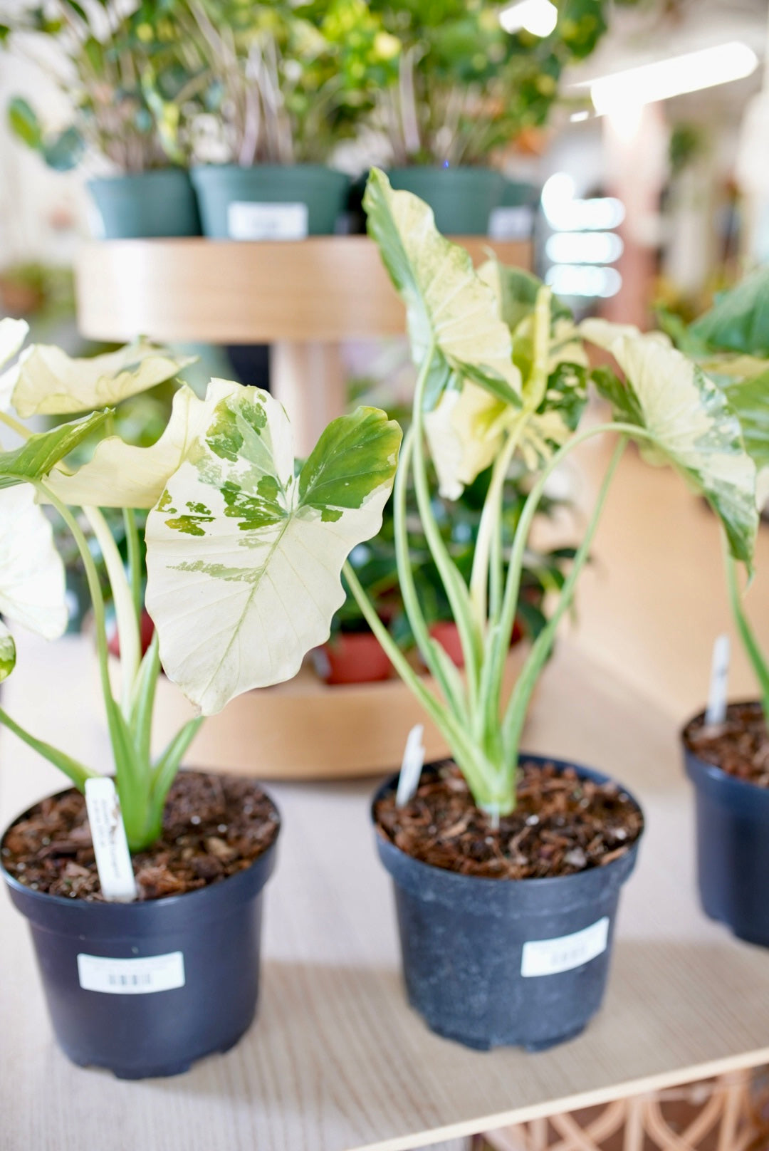 Alocasia odora 'Aurea Variegata'