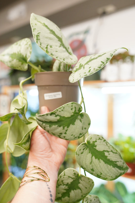 Scindapsus pictus 'sparkling borneo'