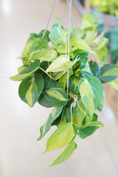 Philodendron - Brasil - Hanging Basket