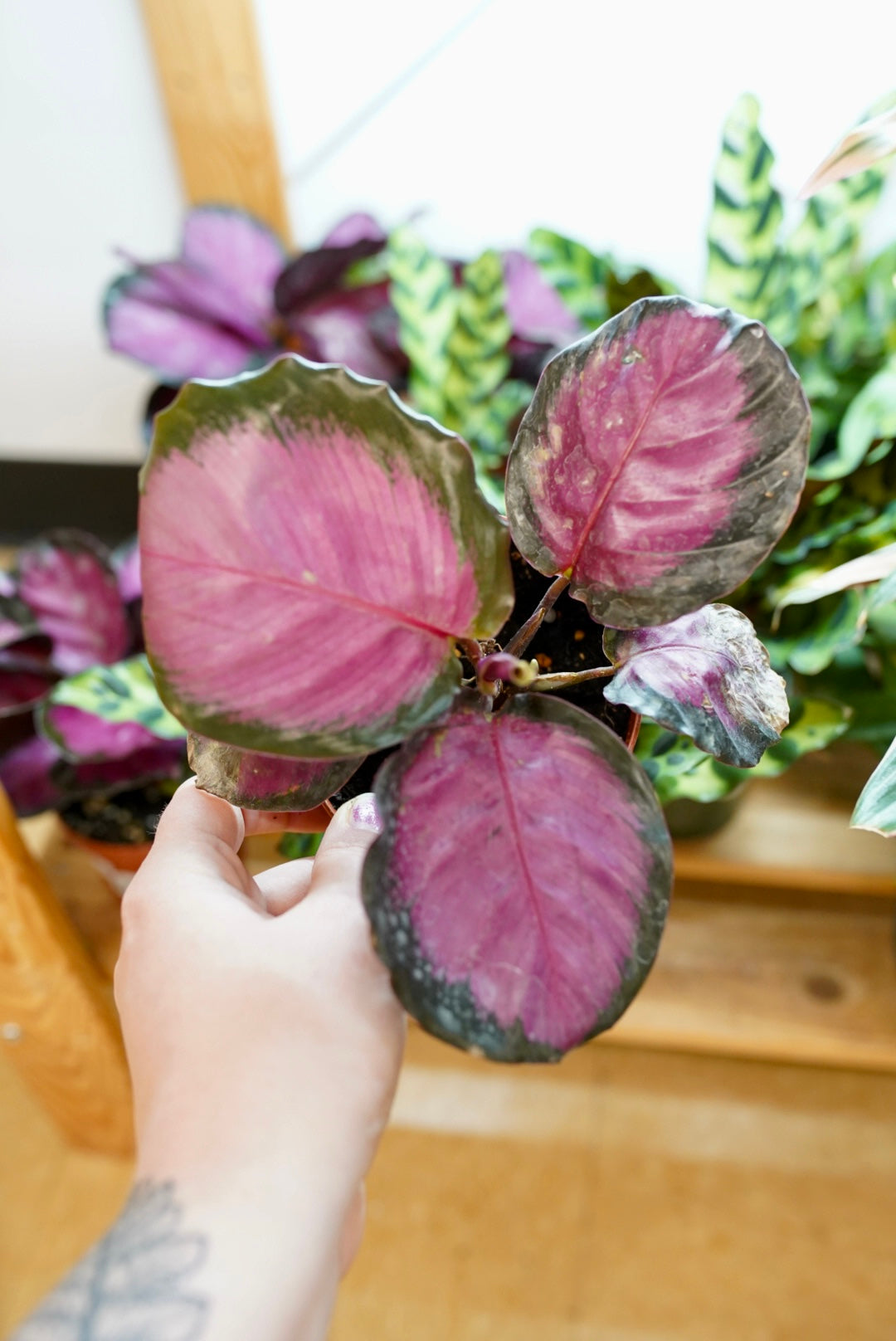 Calathea roseopicta 'Rosy'