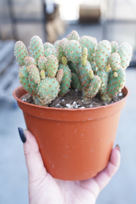 Opuntia rufida minima montrose (Cinnamon Cactus)