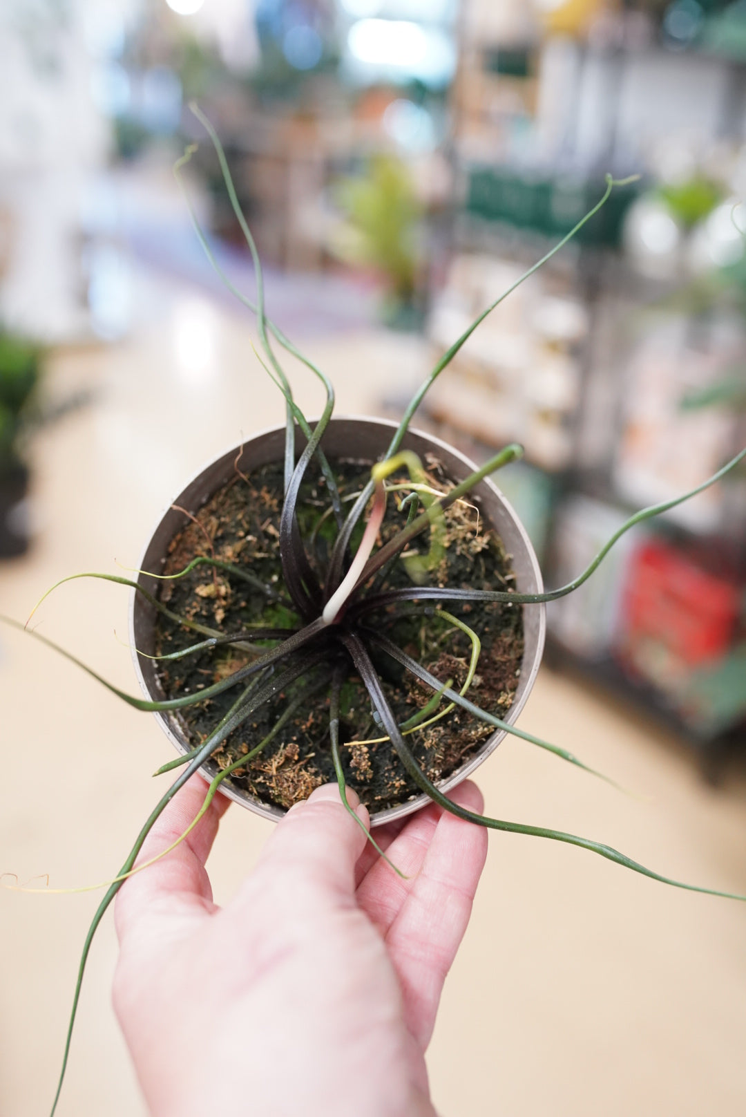 Hand holding a small potted plant with a blurred indoor setting