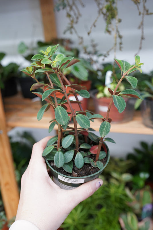 Peperomia Double Duty