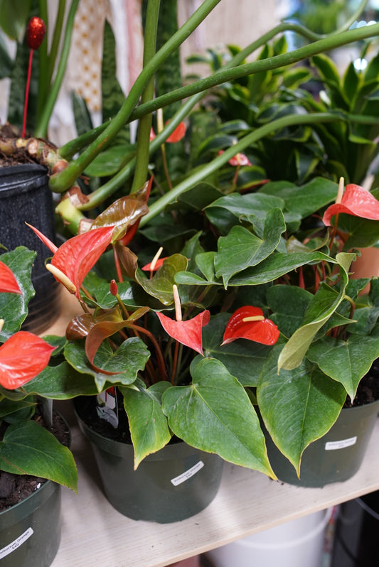 Orange Anthurium