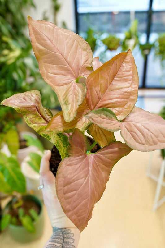 Syngonium Pink Perfection