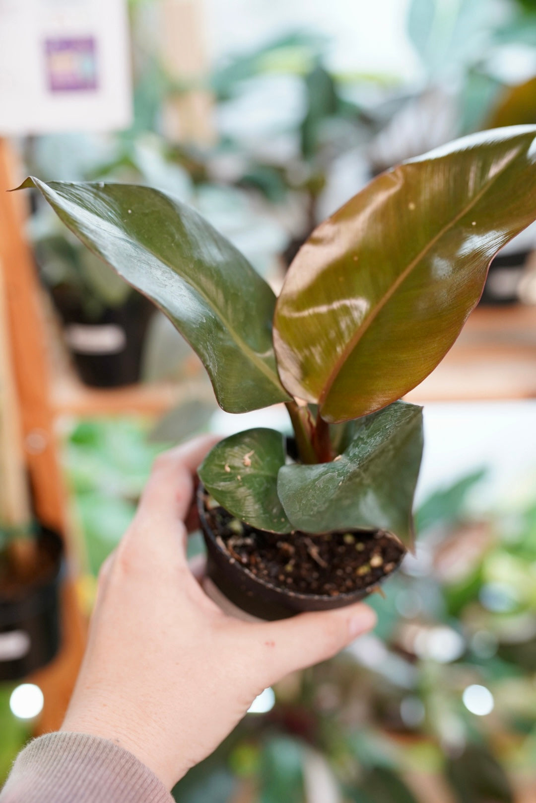 Philodendron Black Cardinal