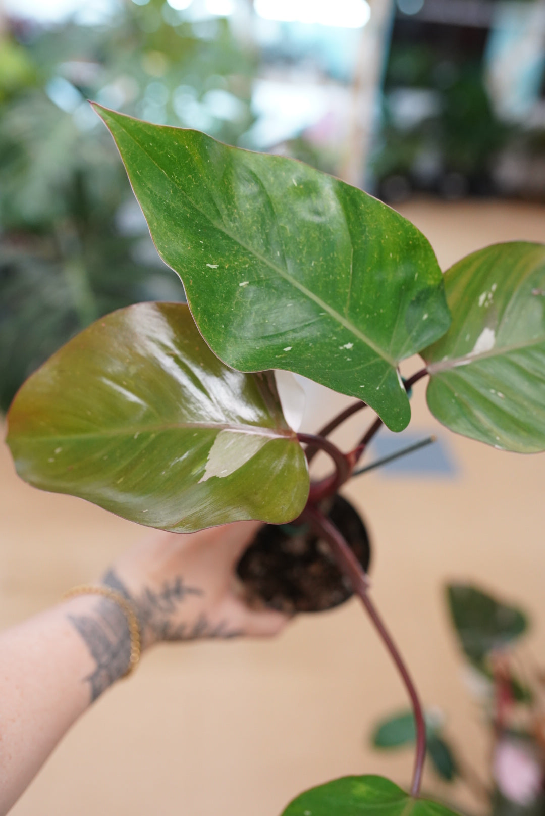 Philodendron 'Red Anderson' Variegated
