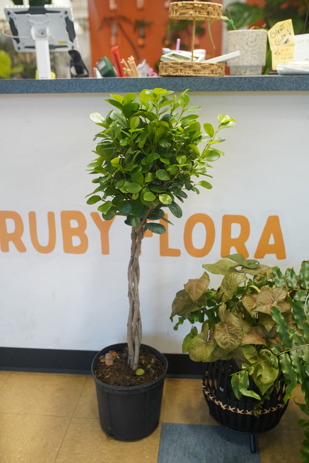 Ficus Moclame