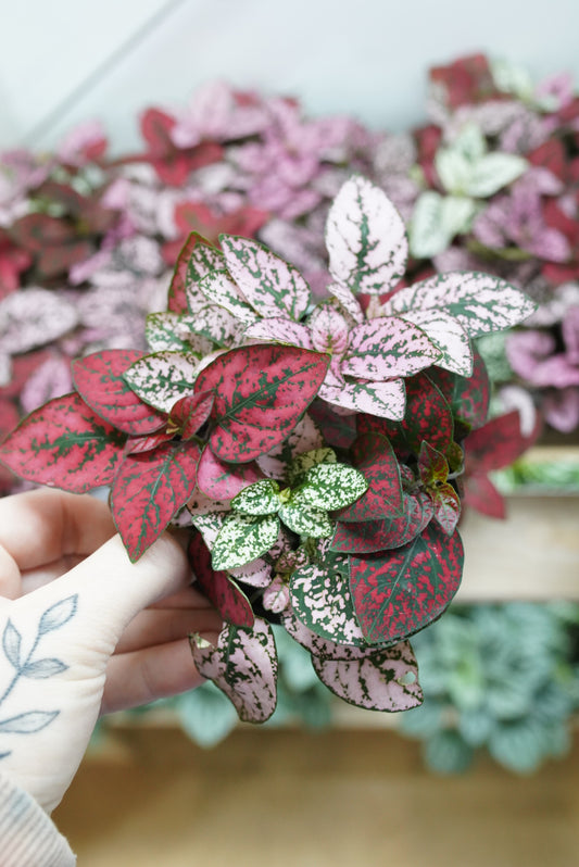 Hypoestes 'Splash Tricolor'