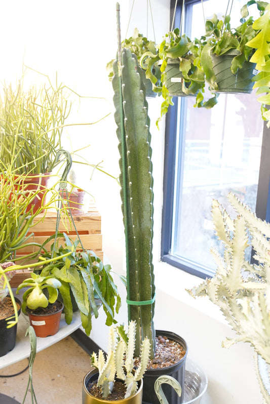 Cereus jamacaru 'cuddly cactus'