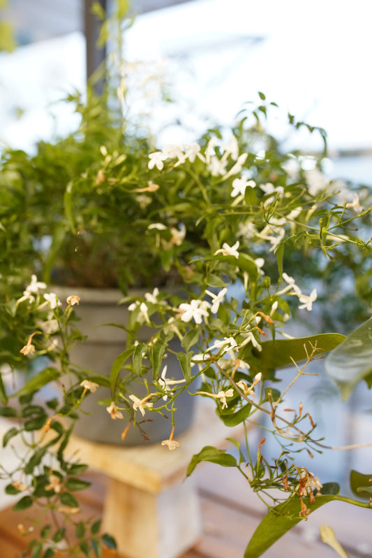 Jasmine-Pink Polyathum