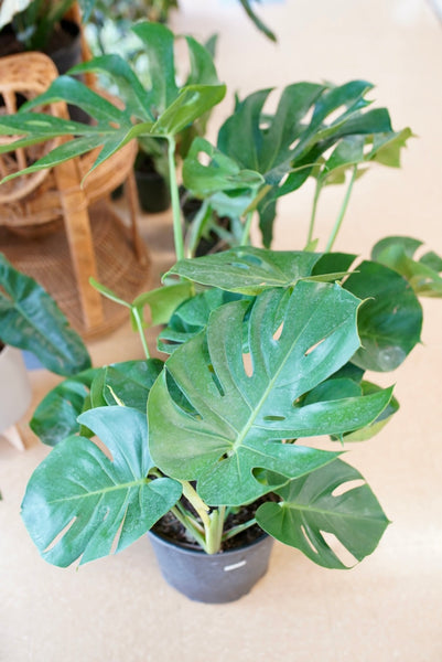 Monstera Deliciosa | Indoor houseplants in Pittsburgh - Ruby Flora