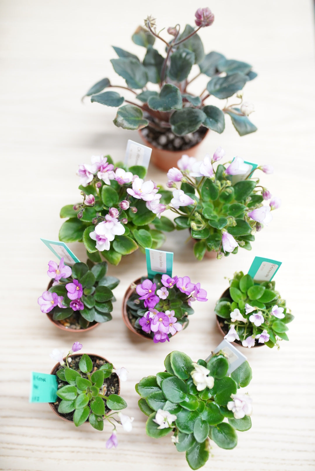 African Violet-Dwarf Variety (Assorted)