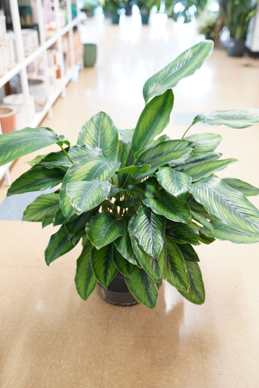 Calathea Beauty Star