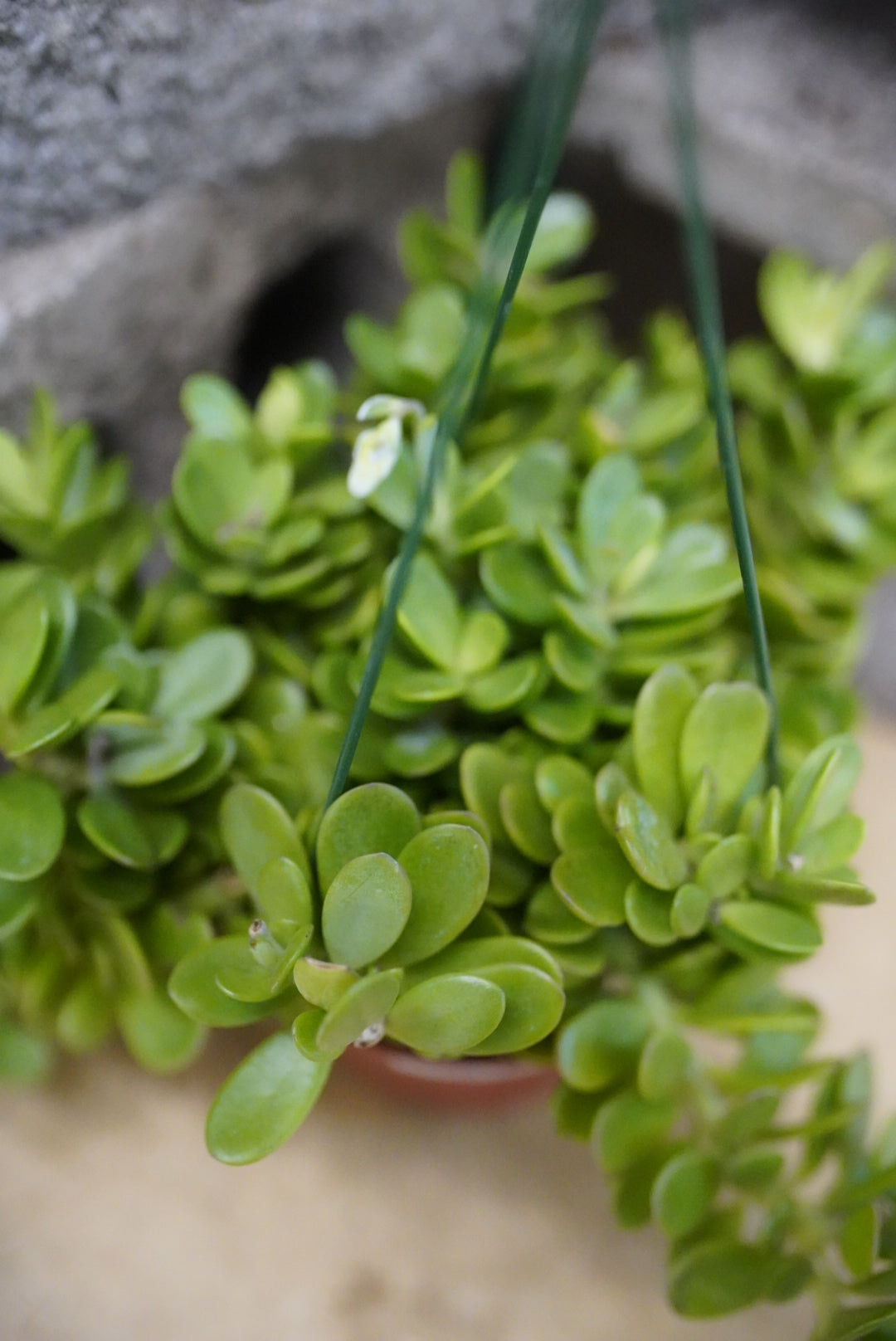Senecio jacobsensii-Trailing Jade