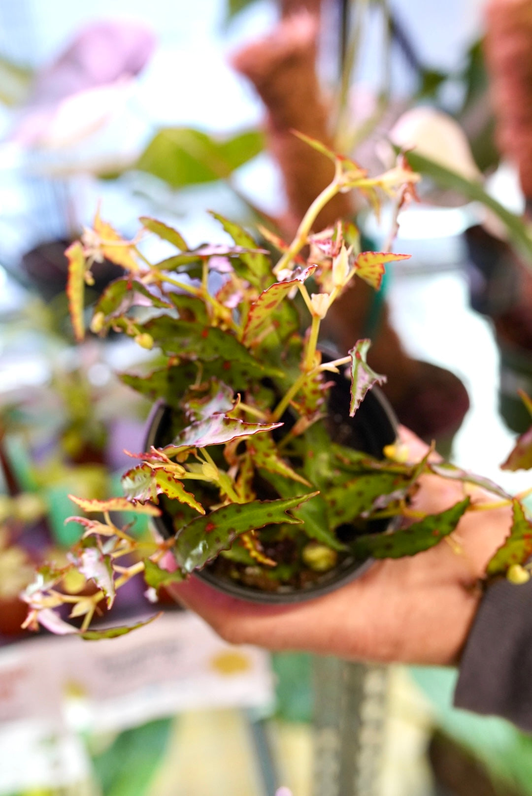 Begonia amphioxus