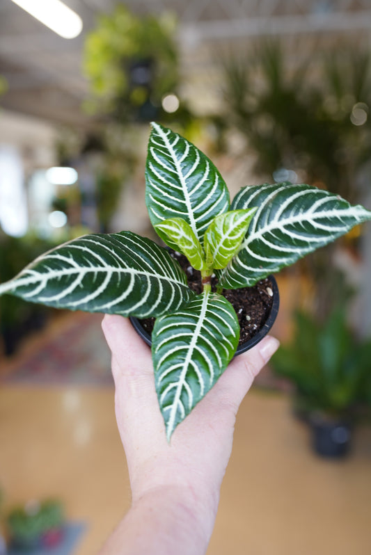 Zebra Plant - Aphelandra