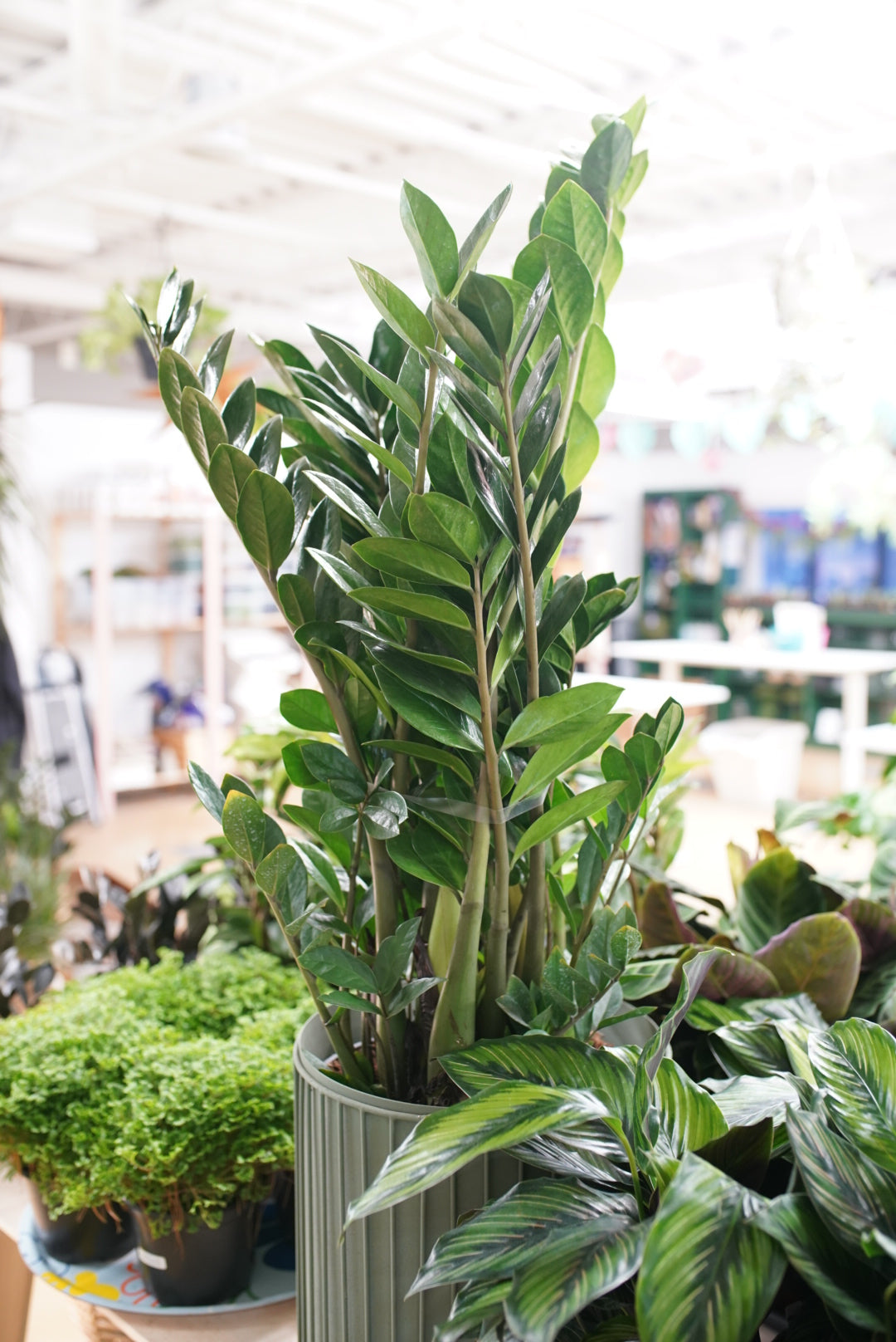 ruby zz plant Zamioculcas Zamiifolia ´zz´