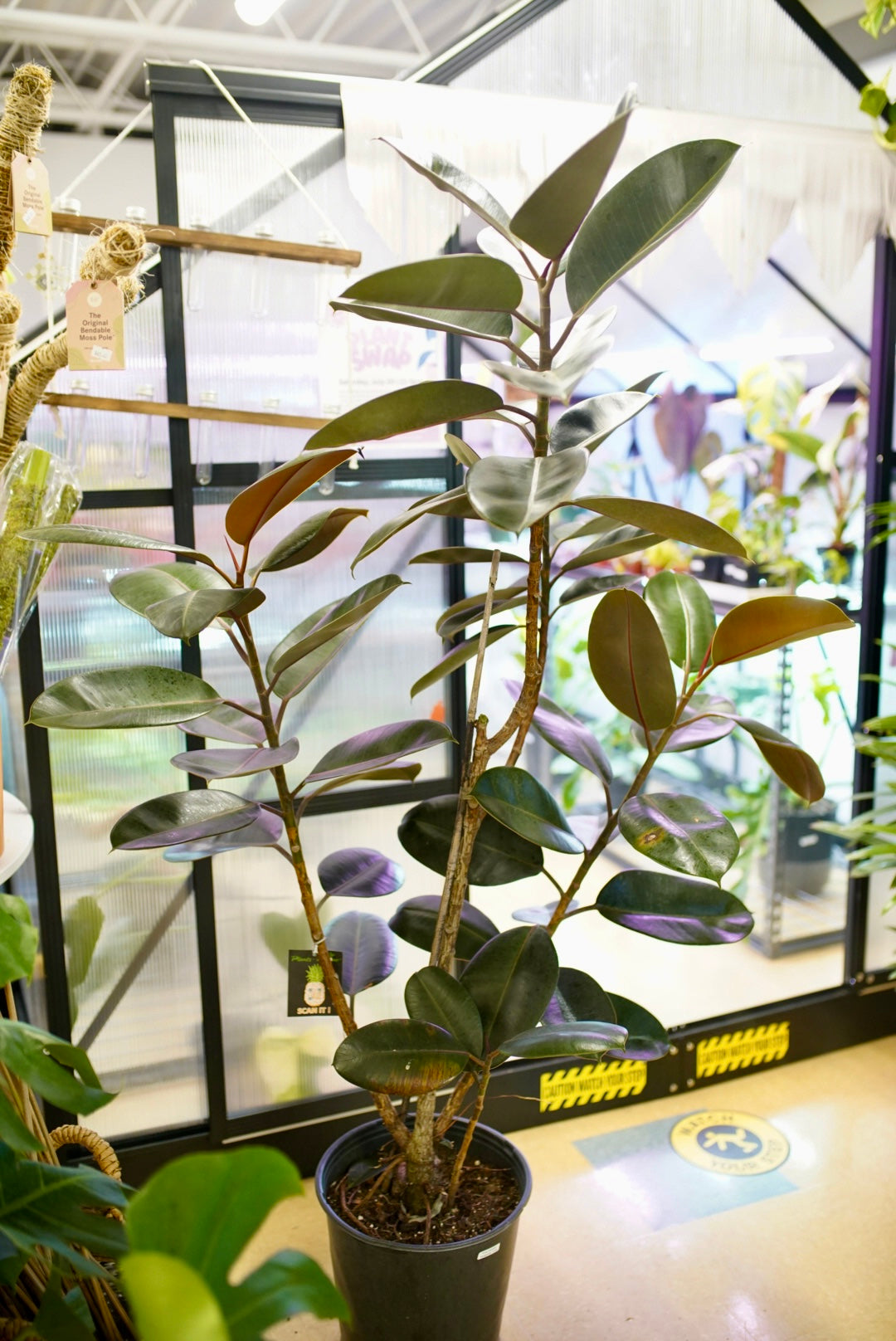 Ficus Elastica 'Burgandy' - Rubber Plant