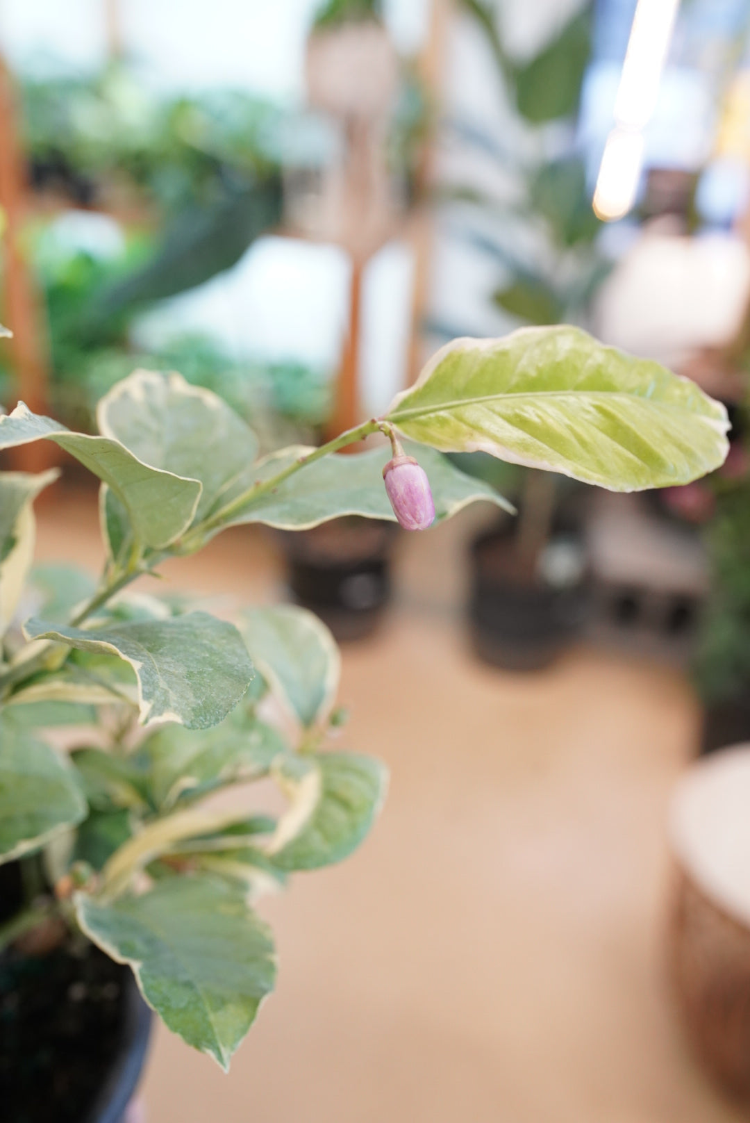 Pink Variegated Lemon Tree ‘Pink Lemonade’