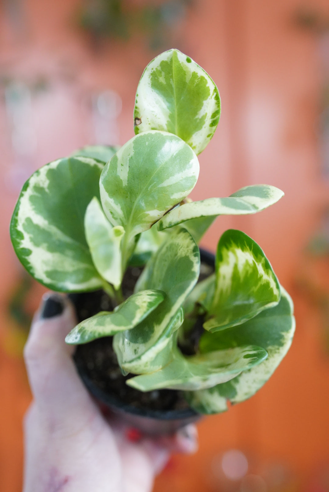 Peperomia obtusifolia 'Marble'