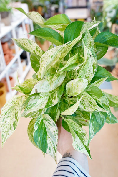 trailing marble queen pothos Epipremnum Aureum 'Marble Queen' Pothos | Easy Live Potted Trailing  Houseplant