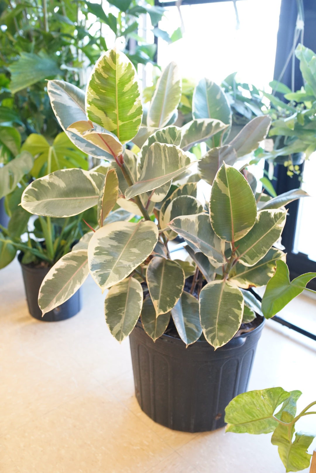 Ficus elastica ’Tineke’