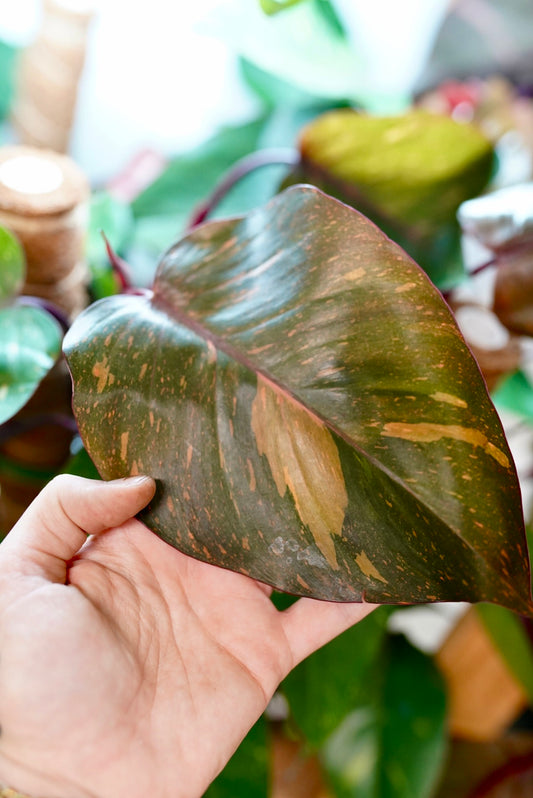 Philodendron Orange Princess