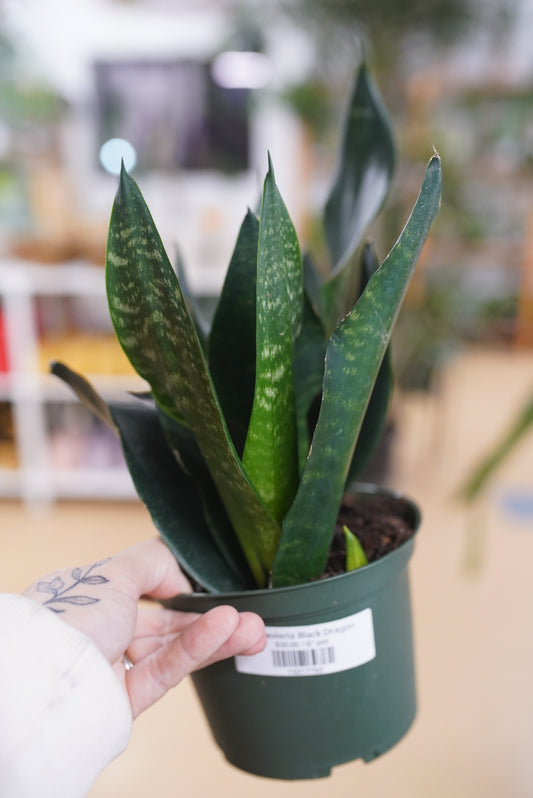 Sansevieria Black Dragon