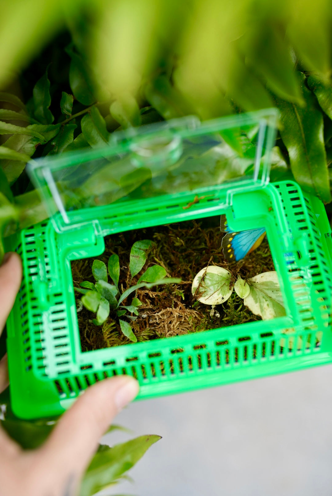 Kids Bioactive Terrarium Creating - Saturday, June 20