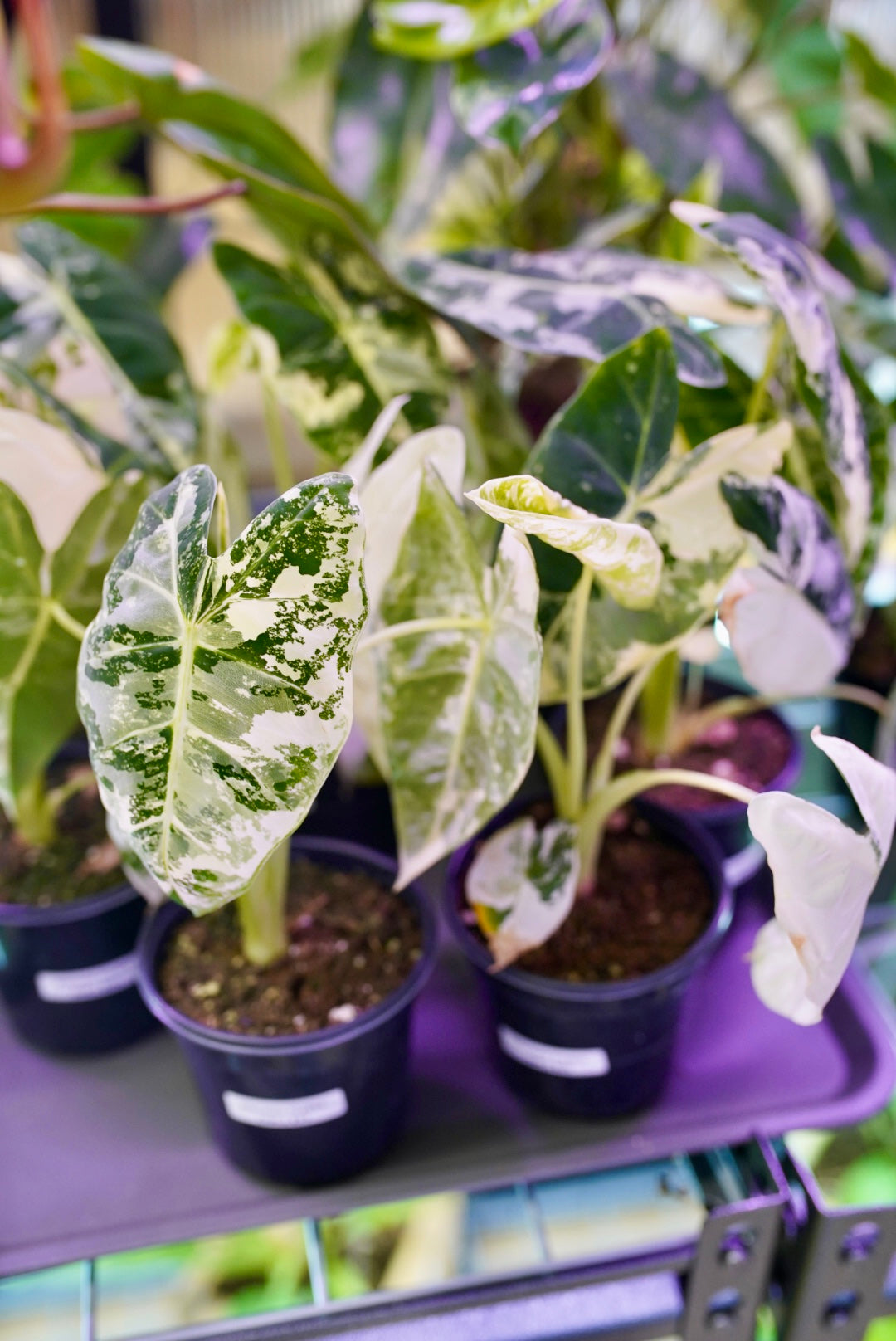 Variegated Alocasia Frydek