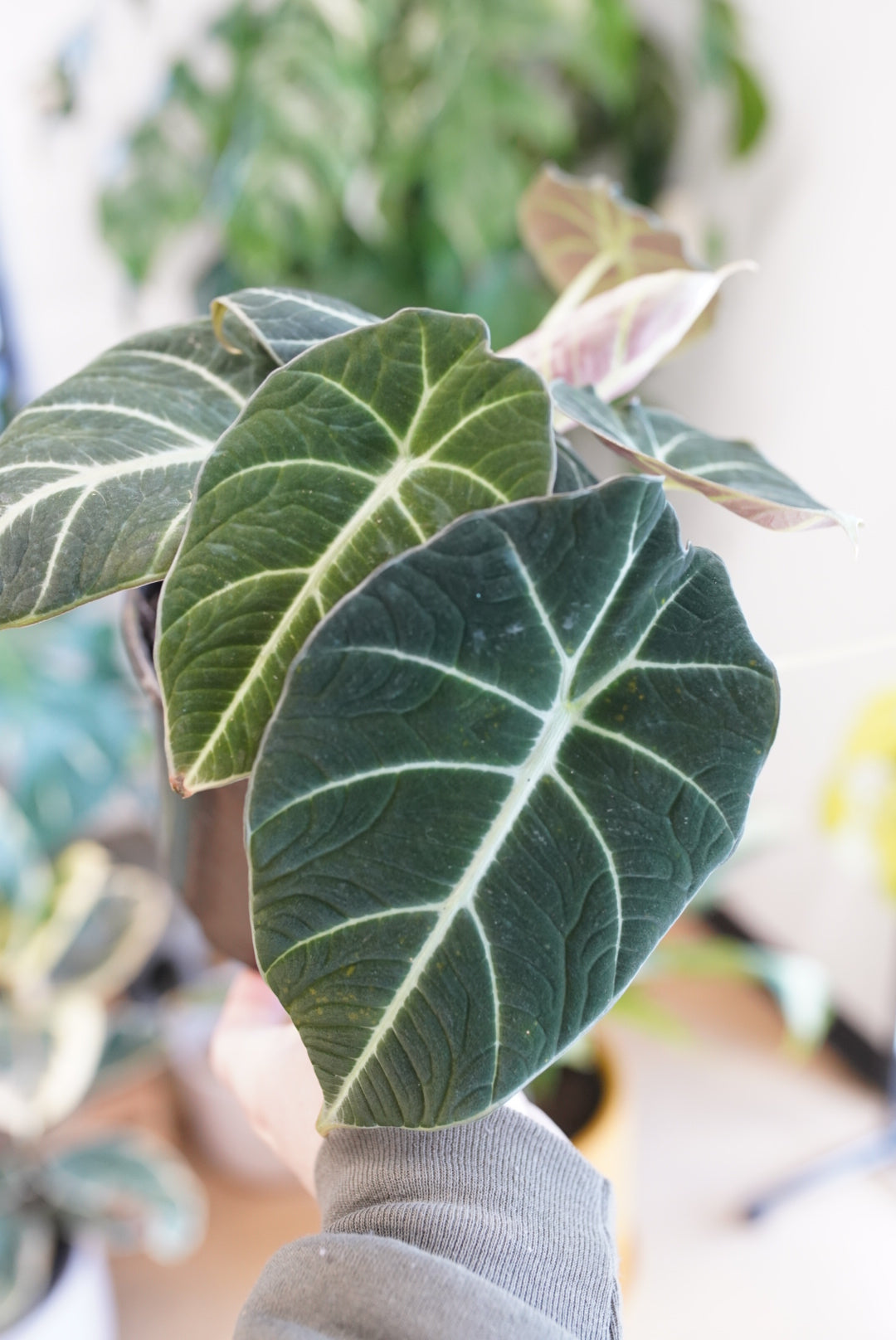 Alocasia Reginula-Black Velvet