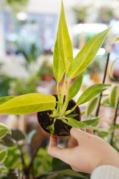 Philodendron Calkin's Gold