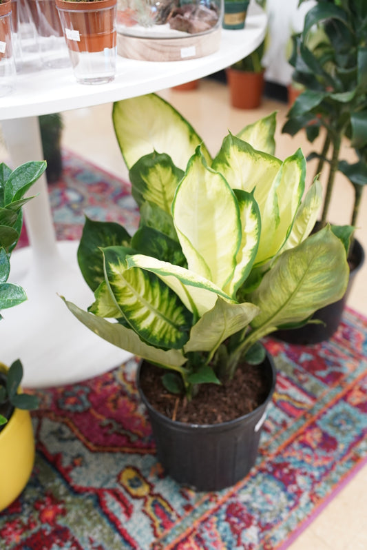 Dieffenbachia Tropic Maryanne