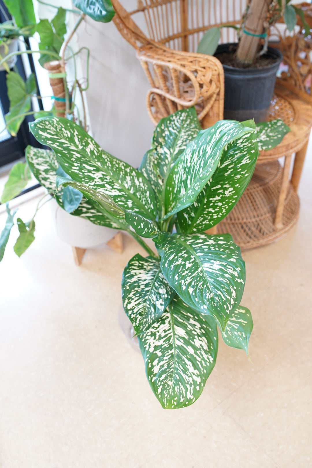 Dieffenbachia White Etna