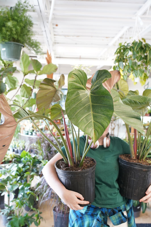 Philodendron Summer Glory