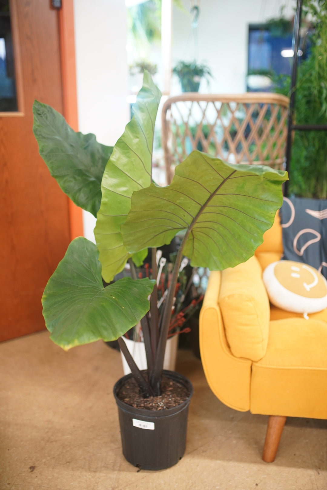 Alocasia Blackout
