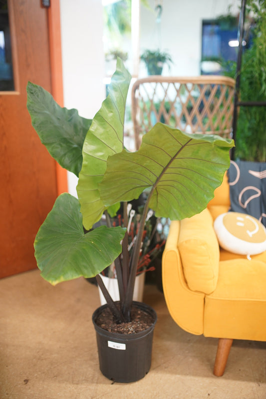 Alocasia Blackout
