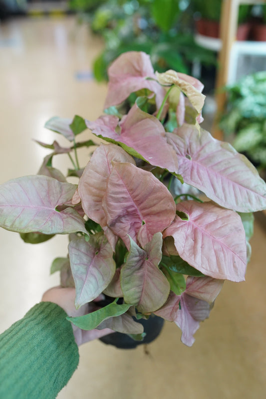 Pink Syngonium