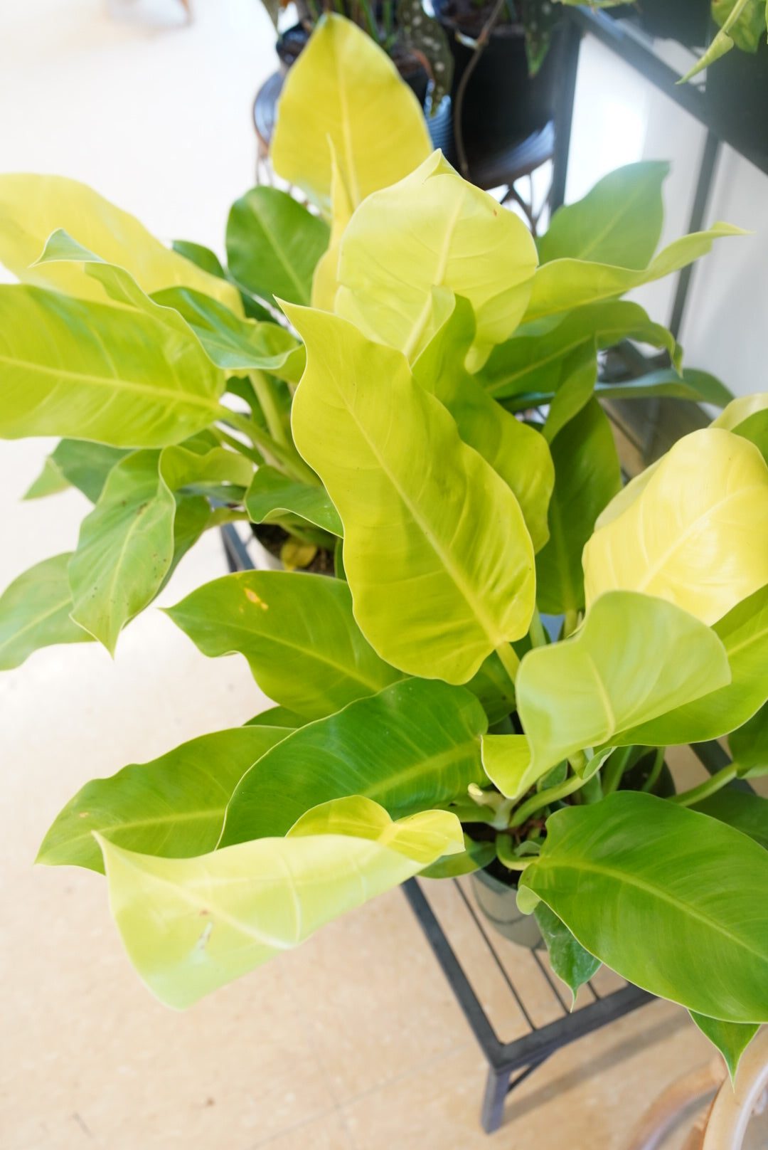 Philodendron Moonlight