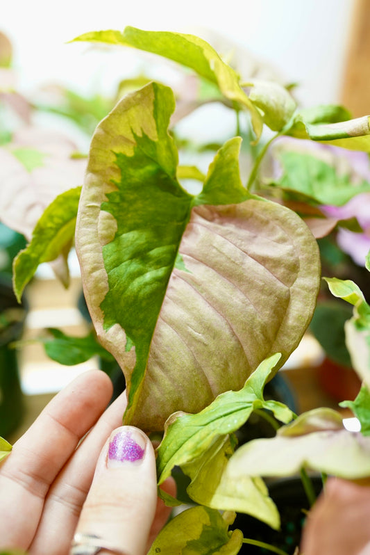 Syngonium Pink Lava
