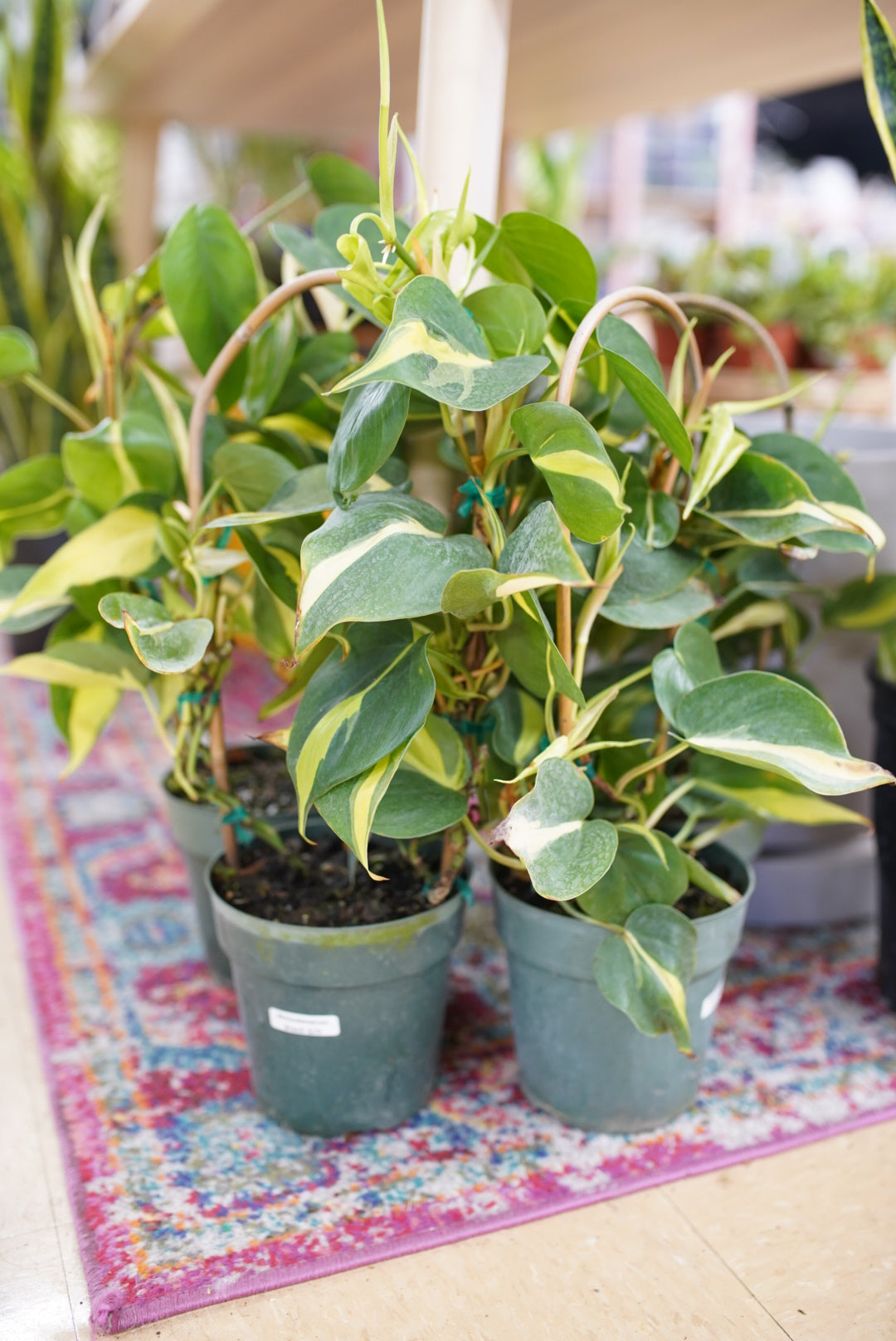 online philodendron shops Philodendron Brasil | Easy Indoor Live Potted Houseplant