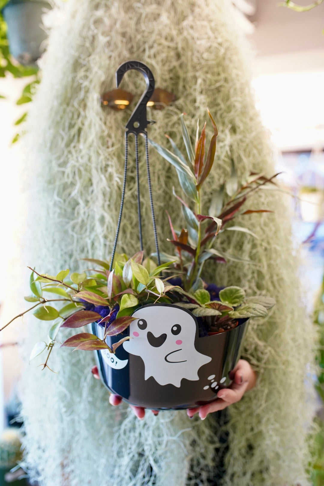 Spooky Bundle Box - 3 Spooky Plants