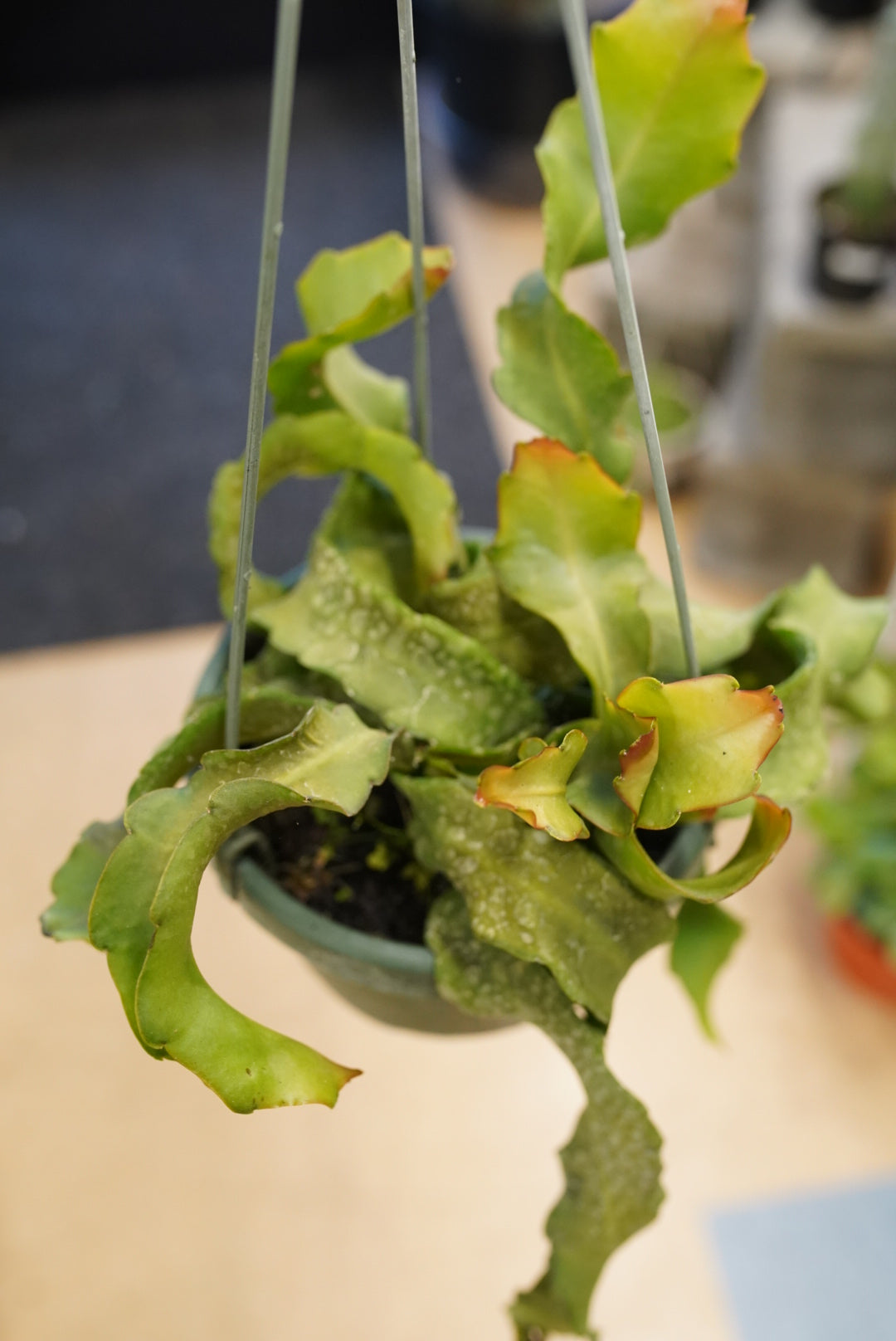 Curly Sue Epiphyllum