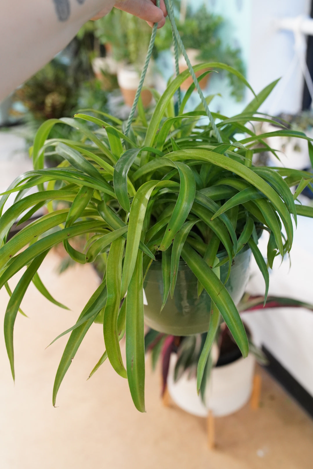 Spider Plant-Solid Green
