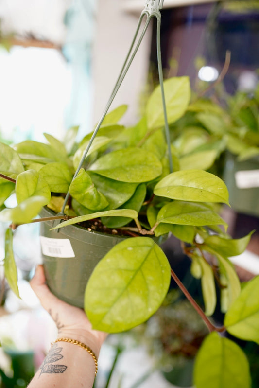 Hoya Fungii