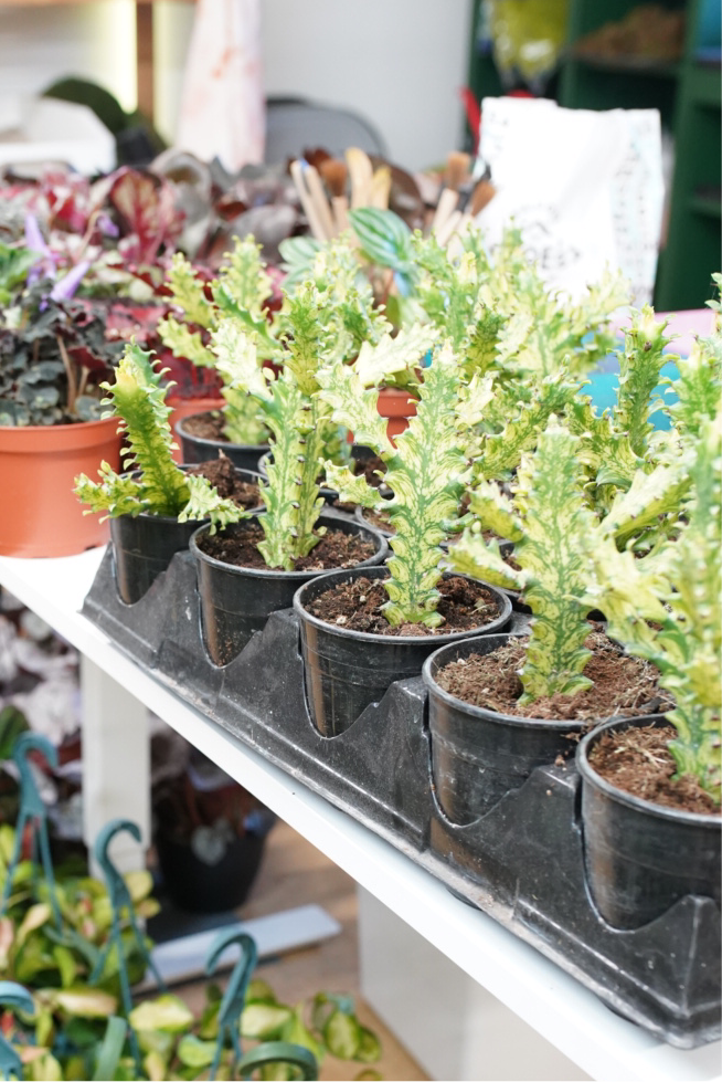 Euphorbia 'Dragon Bones'